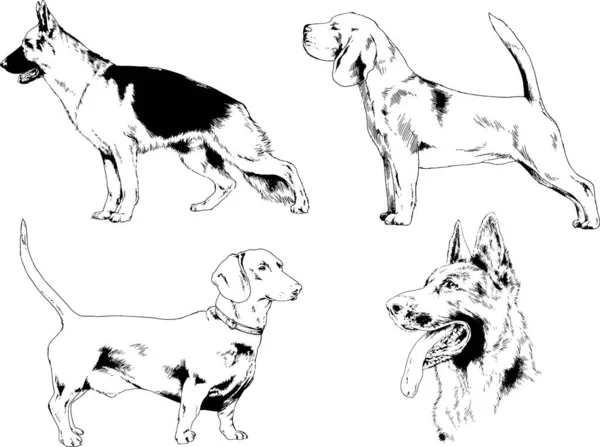 Dessins Vectoriels Croquis Chiens Pedigree Dans Les Supports Dessinés Encre — Image vectorielle