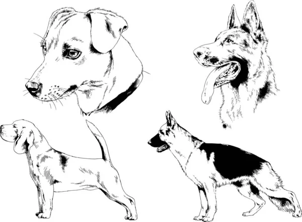 Dessins Vectoriels Croquis Chiens Pedigree Dans Les Supports Dessinés Encre — Image vectorielle