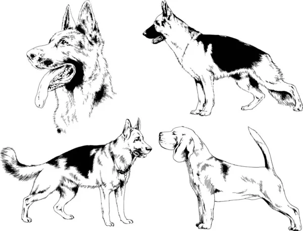 Rysunki Wektorowe Szkiców Rottweilera Regały Ręcznie Rysowane Tuszem Obiekty Bez — Wektor stockowy