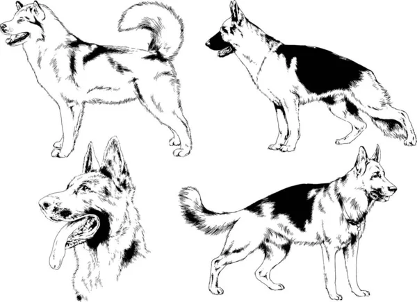 Dibujos Vectoriales Bocetos Pedigrí Perros Los Bastidores Dibujados Tinta Mano — Vector de stock