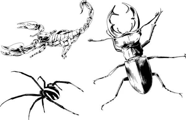 Desenhos Vetoriais Esboços Diferentes Insetos Insetos Escorpiões Aranhas Desenhadas Tinta — Vetor de Stock