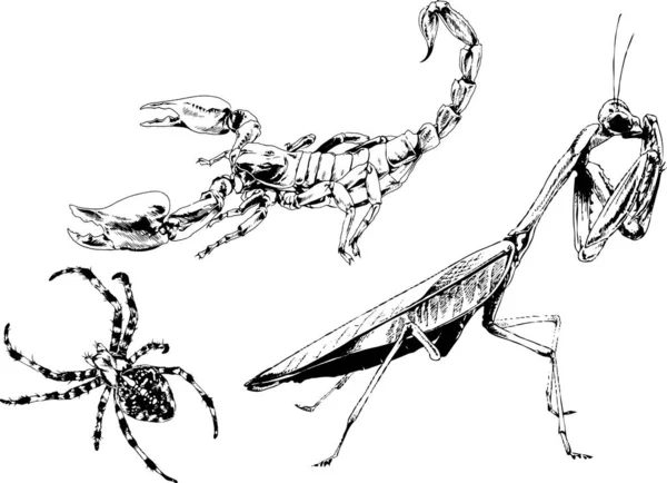 Dibujos Vectoriales Bocetos Insectos Diferentes Insectos Scorpions Arañas Dibujadas Con — Archivo Imágenes Vectoriales