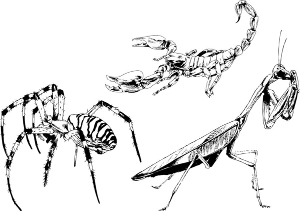 Dessins Vectoriels Esquisse Différents Insectes Insectes Scorpions Araignées Dessinées Encre — Image vectorielle