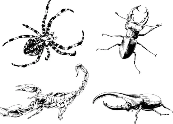 Dibujos Vectoriales Bocetos Insectos Diferentes Insectos Scorpions Arañas Dibujadas Con — Vector de stock