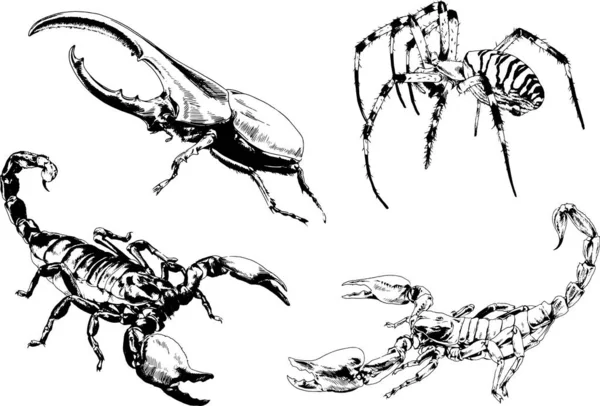 矢量绘图描绘了不同的昆虫昆虫蝎子蜘蛛用墨水手绘 没有背景的物体 — 图库矢量图片