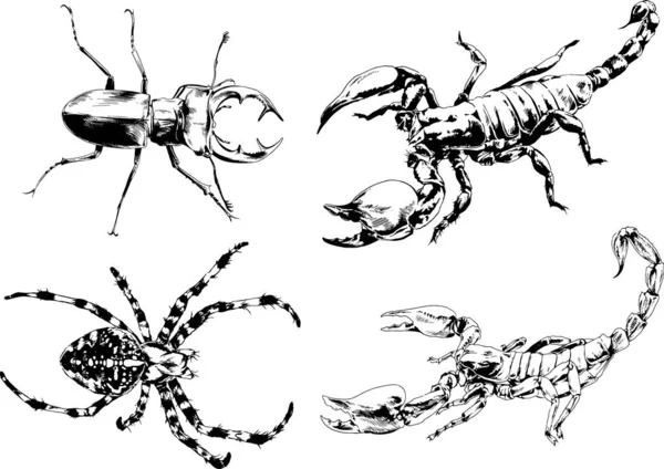 矢量绘图描绘了不同的昆虫昆虫蝎子蜘蛛用墨水手绘 没有背景的物体 — 图库矢量图片