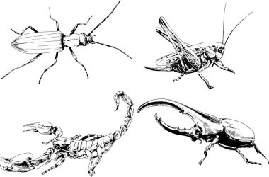 Vektör çizimleri farklı böcekler çizer. Akrepler, mürekkeple çizilen örümcekler, arka planı olmayan nesneler.
