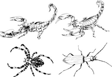 Vektör çizimleri farklı böcekler çizer. Akrepler, mürekkeple çizilen örümcekler, arka planı olmayan nesneler.
