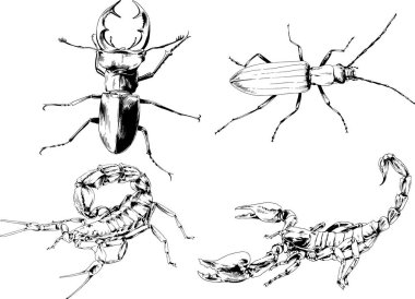 Vektör çizimleri farklı böcekler çizer. Akrepler, mürekkeple çizilen örümcekler, arka planı olmayan nesneler.