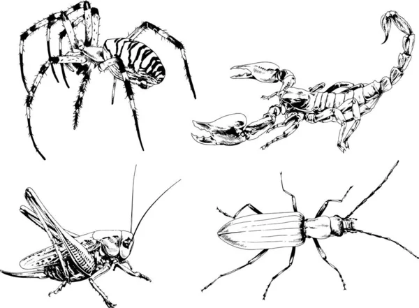 Vektorzeichnungen Skizzieren Verschiedene Insekten Käfer Skorpione Spinnen Mit Tusche Von — Stockvektor