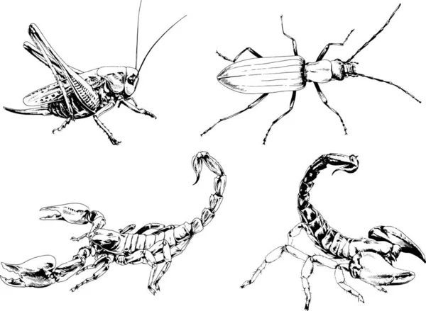 Vektorzeichnungen Skizzieren Verschiedene Insekten Käfer Skorpione Spinnen Mit Tusche Von — Stockvektor