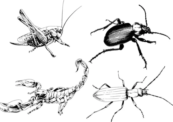 Vektorové Kresby Kreslí Různé Brouky Hmyzu Škorpióni Kreslení Inkoustem Rukou — Stockový vektor
