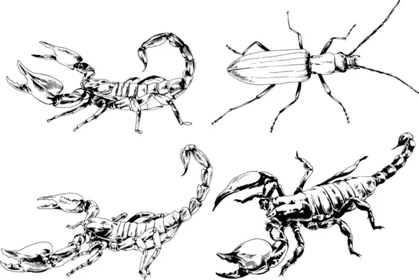 Dibujos Vectoriales Bocetos Insectos Diferentes Insectos Scorpions Arañas Dibujadas Con — Vector de stock