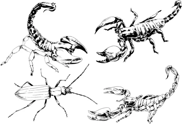 ベクトル図は異なる昆虫のバグをスケッチ手でインクで描かれたスコーピオンクモ 背景のないオブジェクト — ストックベクタ