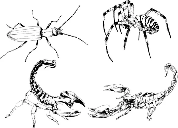 Dibujos Vectoriales Bocetos Insectos Diferentes Insectos Scorpions Arañas Dibujadas Con — Vector de stock