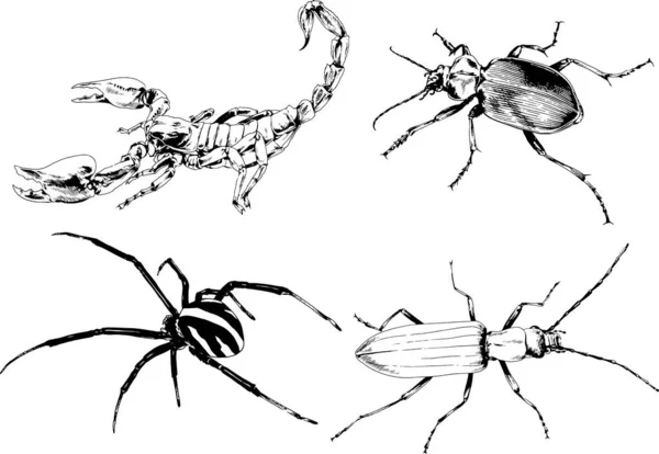 Dibujos Vectoriales Bocetos Insectos Diferentes Insectos Scorpions Arañas Dibujadas Con — Vector de stock