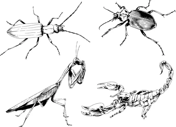 Desenhos Vetoriais Esboços Diferentes Insetos Insetos Escorpiões Aranhas Desenhadas Tinta — Vetor de Stock