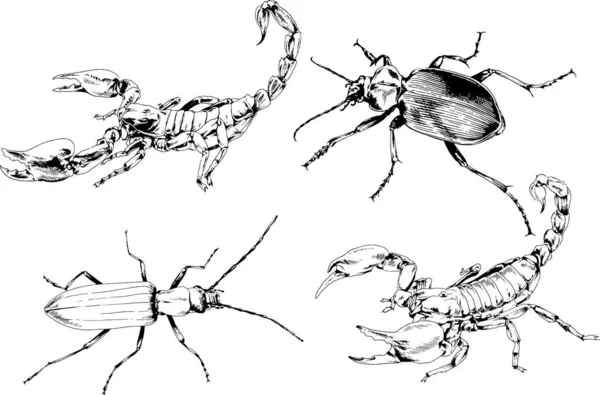 Desenhos Vetoriais Esboços Diferentes Insetos Insetos Escorpiões Aranhas Desenhadas Tinta —  Vetores de Stock