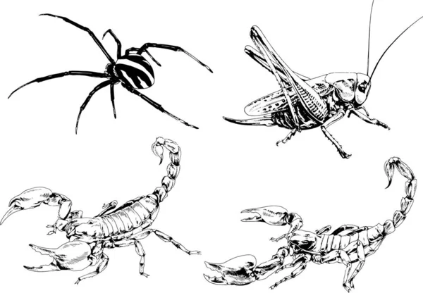 Vectortekeningen Schetst Verschillende Insecten Insecten Schorpioenen Spinnen Met Hand Getekend — Stockvector