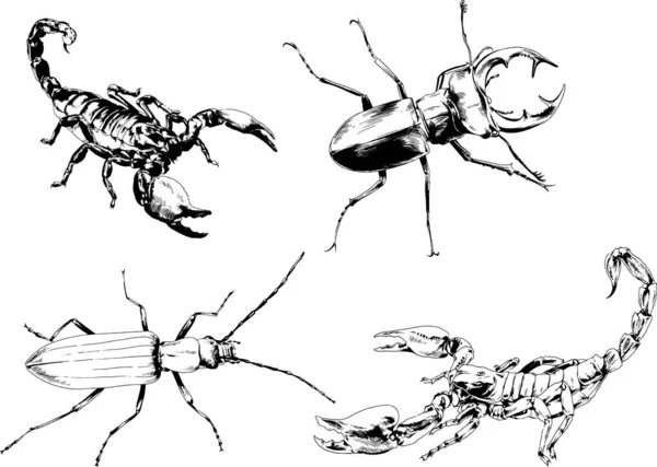 Desenhos Vetoriais Esboços Diferentes Insetos Insetos Escorpiões Aranhas Desenhadas Tinta —  Vetores de Stock