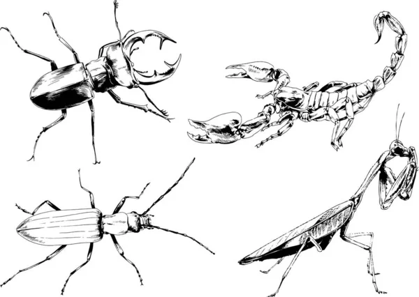 ベクトル図は異なる昆虫のバグをスケッチ手でインクで描かれたスコーピオンクモ 背景のないオブジェクト — ストックベクタ