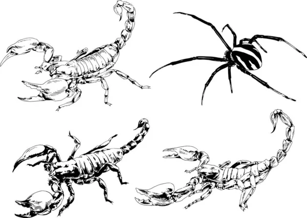 Dibujos Vectoriales Bocetos Insectos Diferentes Insectos Scorpions Arañas Dibujadas Con — Archivo Imágenes Vectoriales