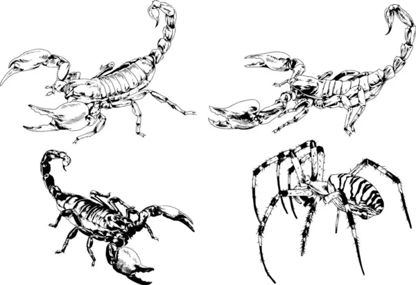 Desenhos Vetoriais Esboços Diferentes Insetos Insetos Escorpiões Aranhas Desenhadas Tinta — Vetor de Stock