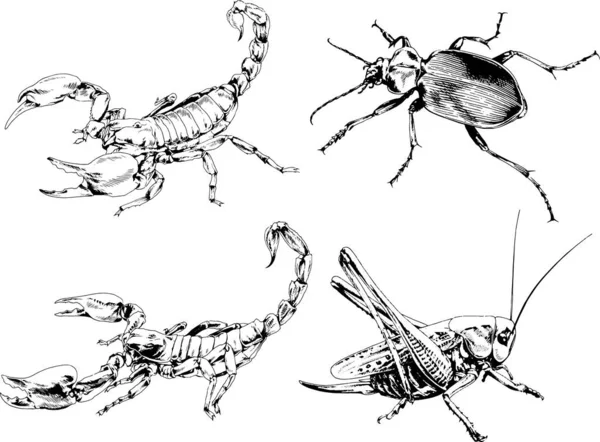 Vektor Tegninger Skitserer Forskellige Insekter Bugs Skorpioner Edderkopper Tegnet Med – Stock-vektor