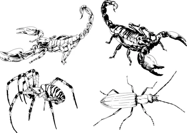 Dibujos Vectoriales Bocetos Insectos Diferentes Insectos Scorpions Arañas Dibujadas Con — Vector de stock