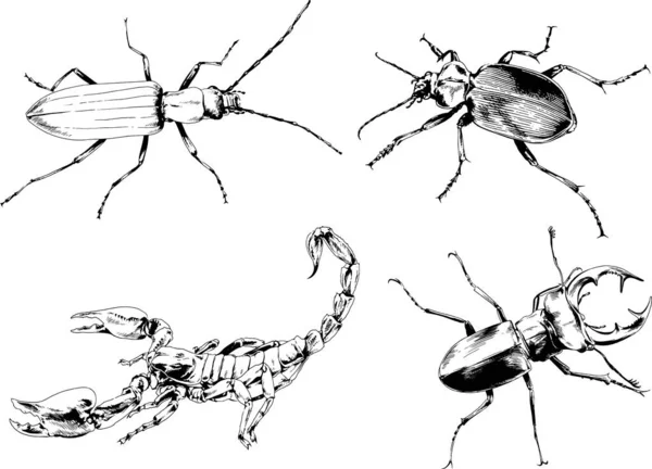 Desenhos Vetoriais Esboços Diferentes Insetos Insetos Escorpiões Aranhas Desenhadas Tinta —  Vetores de Stock