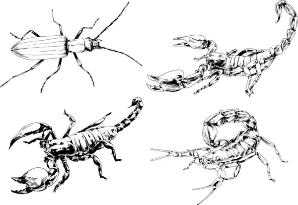 Desenhos Vetoriais Esboços Diferentes Insetos Insetos Escorpiões Aranhas Desenhadas Tinta — Vetor de Stock