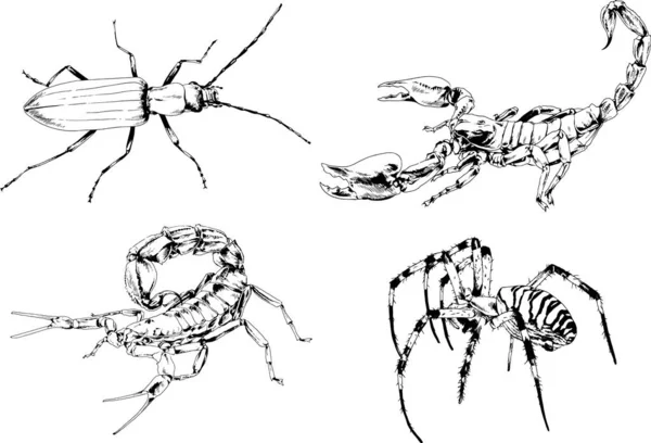 Dessins Vectoriels Esquisse Différents Insectes Insectes Scorpions Araignées Dessinées Encre — Image vectorielle