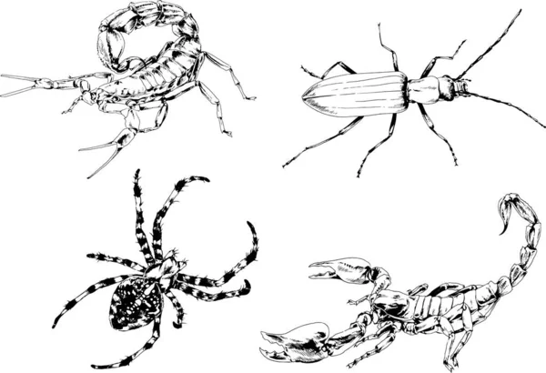 Dibujos Vectoriales Bocetos Insectos Diferentes Insectos Scorpions Arañas Dibujadas Con — Archivo Imágenes Vectoriales