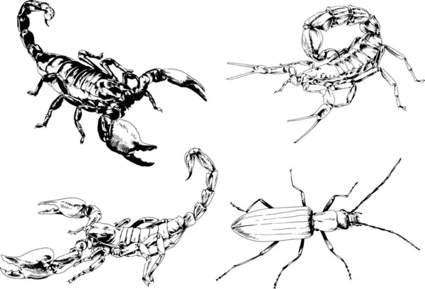 Desenhos Vetoriais Esboços Diferentes Insetos Insetos Escorpiões Aranhas Desenhadas Tinta —  Vetores de Stock