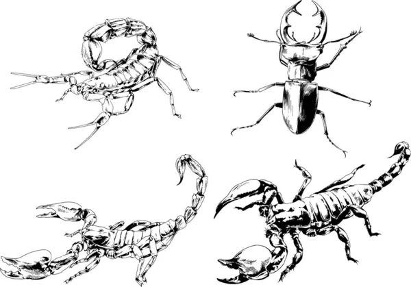 ベクトル図は異なる昆虫のバグをスケッチ手でインクで描かれたスコーピオンクモ 背景のないオブジェクト — ストックベクタ