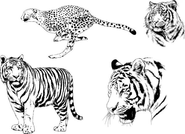 Set Vector Drawings Theme Predators Tigers Drawn Hand Ink Tattoo — Stock Vector