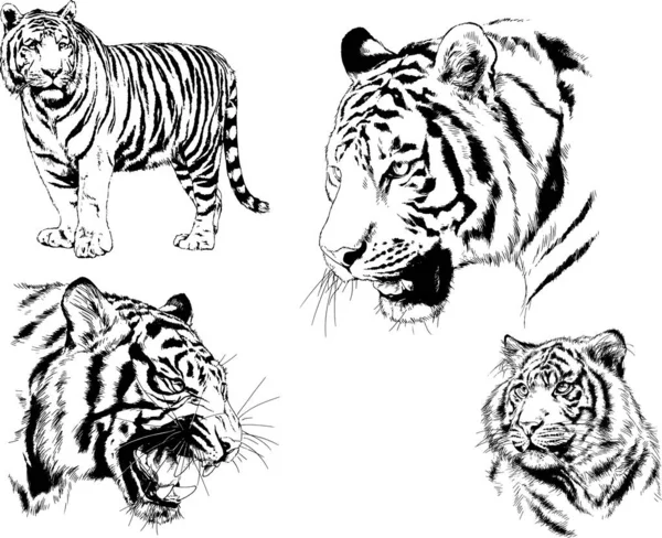 Ensemble Dessins Vectoriels Sur Thème Des Prédateurs Tigres Sont Dessinés — Image vectorielle