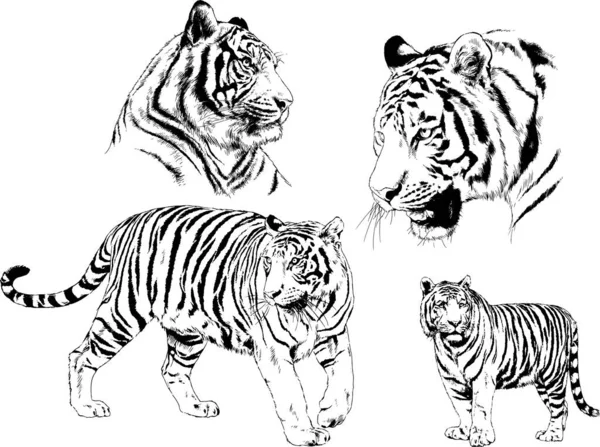 Set Vector Drawings Theme Predators Tigers Drawn Hand Ink Tattoo — Stock Vector