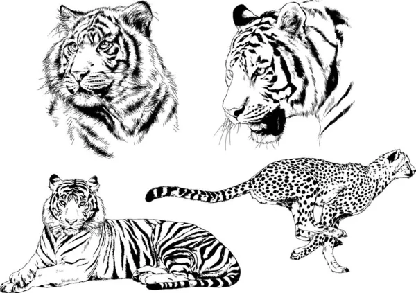 Conjunto Desenhos Vetoriais Sobre Tema Tigres Predadores São Desenhados Mão — Vetor de Stock
