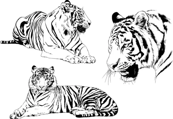 Set Vector Drawings Theme Predators Tigers Drawn Hand Ink Tattoo — Stock Vector