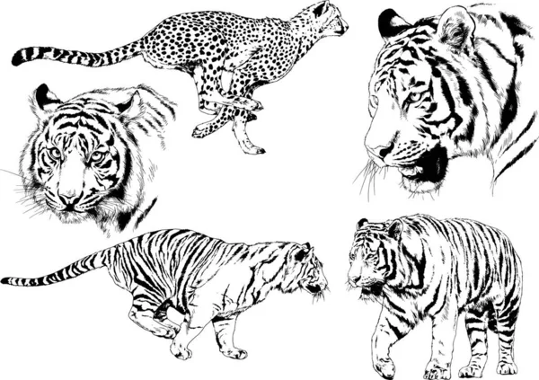 Set Vector Drawings Theme Predators Tigers Drawn Hand Ink Tattoo — Stock Vector