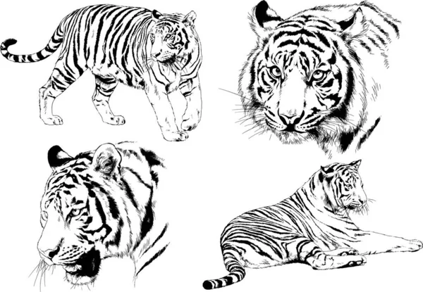 Conjunto Dibujos Vectoriales Sobre Tema Los Depredadores Tigres Dibujan Mano — Vector de stock