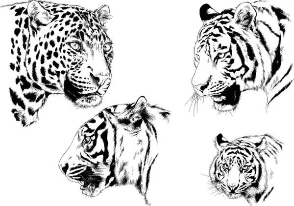 Set Vector Drawings Theme Predators Tigers Drawn Hand Ink Tattoo — Stock Vector