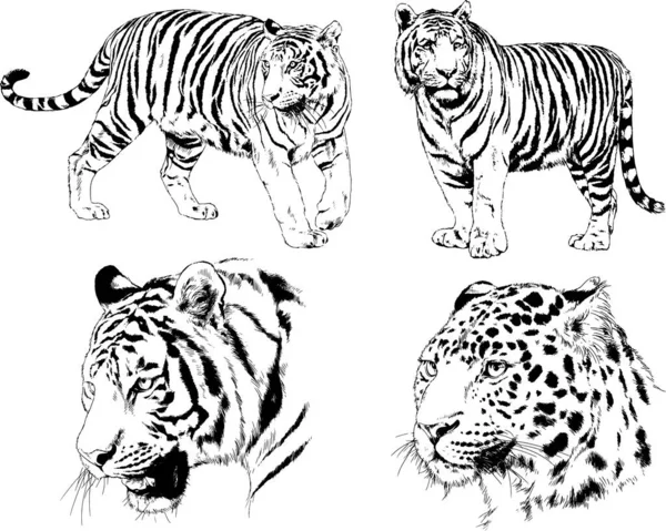 Conjunto Dibujos Vectoriales Sobre Tema Los Depredadores Tigres Dibujan Mano — Vector de stock