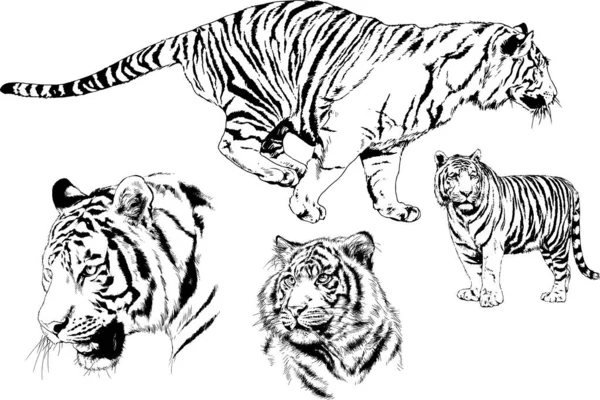 Ensemble Dessins Vectoriels Sur Thème Des Prédateurs Tigres Sont Dessinés — Image vectorielle