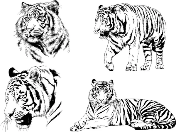 Ensemble Dessins Vectoriels Sur Thème Des Prédateurs Tigres Sont Dessinés — Image vectorielle