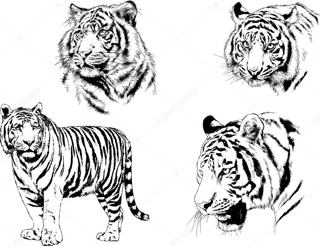 set of vector drawings on the theme of predators tigers are drawn by hand with ink tattoo logos