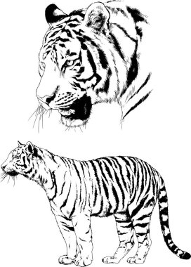 Yırtıcıların temasındaki vektör çizimleri mürekkep dövmeli logolarla elle çizilir.