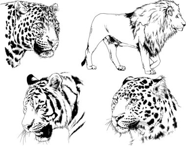 Vektör çizimleri farklı avcılar çizer, kaplanlar, aslanlar, çitalar ve leoparlar mürekkeple çizilir, arka planı olmayan nesneler.