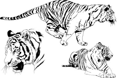 Vektör çizimleri farklı avcılar çizer, kaplanlar, aslanlar, çitalar ve leoparlar mürekkeple çizilir, arka planı olmayan nesneler.